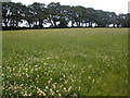 Field of clover, near Aylesbeare