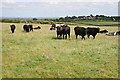 Curious Cattle