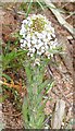 Downy Pepperwort (Lepidium heterophyllum)