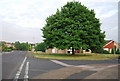 Tree at the corner of Stacey Rd & Correnden Rd