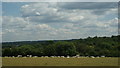 Sheep on Fetcham Downs, Surrey