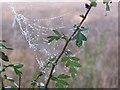 Cobweb in the mist