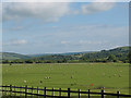 Sheep on the Aire flood plain