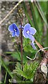 Germander Speedwell (Veronica chamaedrys)