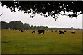 Cattle grazing on Hungerford Common