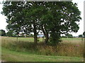 Grazing land near Oak Tree Farm