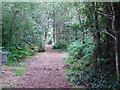 A pathway through Peatlands Park