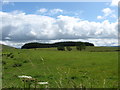 Pasture at Newlands Farm