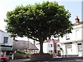 Tree in the village centre