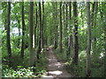 Tree lined footpath