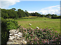 Meadows by the Afon Gyffin