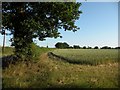 Farmland alongside Oak Road