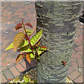 Regrowth on a Pollarded Cherry