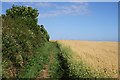 Footpath by a Field of Oats