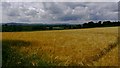 Ripening barley in field near Easebourne