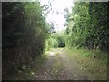 Old track leading to St Decuman