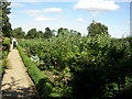 Down House, kitchen garden