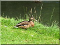 Mallard Duck - Ninesprings Yeovil