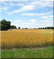 A field of ripening barley