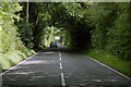 Tree lined road near "Tumblin