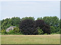 Thatch and copper beech at New Mill