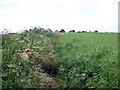 Oilseed rape, Pertwood