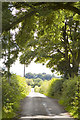 Light through the trees at Bryantang Brae