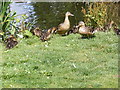 TL1313 : Ducks at the Southdown Ponds by Geographer