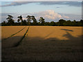 Ripening barley at dusk