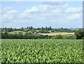 2009 : Maize field behind the Soho Inn