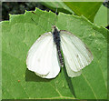 White Butterfly of the Pieridae family