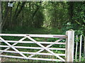 Woodland track into Starvecrow Wood, Tonbridge