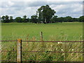 Cattle under a tree near Farmfield Drive