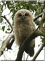 Young tawny owl