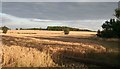 Corn fields nr Wiseton