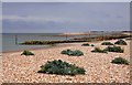 Vegetation on Pagham Beach