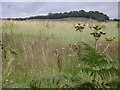 Field near Shutterton Bridge, North Dawlish