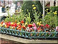 Town Hall Flowerbeds