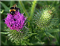 Bee on the Bank of Burstwick Drain