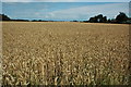 Wheat field in St Peter