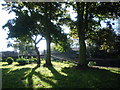 Trees in the park, by the Nene