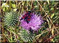 Six-Spot Burnet on thistle