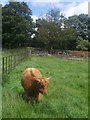 Highland Cattle calf, Graves Park