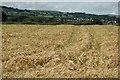 J2690 : Barley Field beside Rectory Road by Darryl Bowden