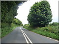 West Devon : Road & Trees