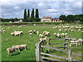 Shelford - view across River Trent