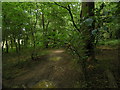 In Badgerdell Woods