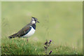 SD9875 : A young lapwing by Ian Greig