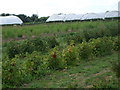 Dovecote Farm, Newton near Geddington, Northants