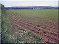 Maize crop near Corse Court